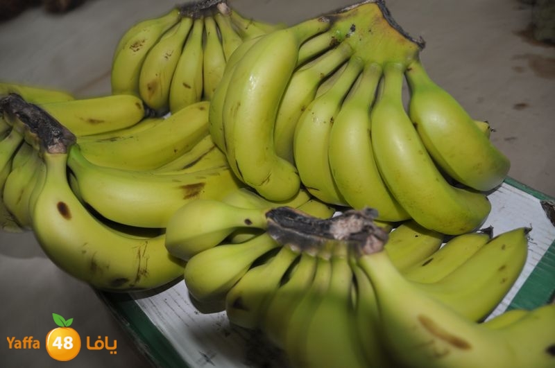 setona2y 830 (14).JPG